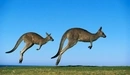 Картинка: Два кенгуру прыгают по полю