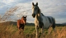 Картинка: Две лошади прогуливаются в поле