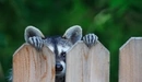 Image: A raccoon peeks out from behind the fence