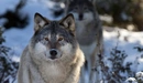 Картинка: Ушастые мохнатые волки зимой.