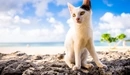 Картинка: Белый котёнок чёрное ухо