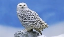Image: Snowy owl in the tundra