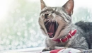 Картинка: Широко зевающий котик в красном ошейнике.