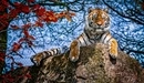Картинка: Тигр отдыхает на большом камне