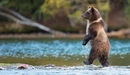 Картинка: Медведь идёт на двух лапах