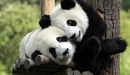 Картинка: Отдыхающие панды
