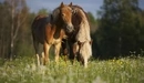 Картинка: Две лошади едят траву в поле.