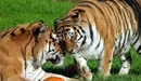 Картинка: Полосатые тигры обнимаются на траве.