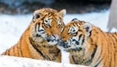 Картинка: Парочка тигрят нежатся друг с другом.