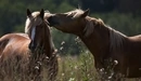Картинка: Две лошади возле травы в поле.