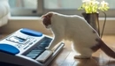 Картинка: Кошка играет на клавишах инструмента