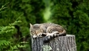 Картинка: Котик лежит на пне