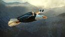 Картинка: Белоголовый орлан в полёте.