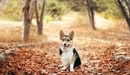Картинка: Пёсик сидит позирует на фоне сухих листьев.
