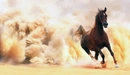 Картинка: Лошадь при беге оставила позади много пыли.