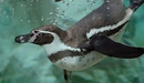 Картинка: Пингвин плавает под водой