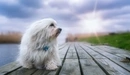 Картинка: Прогулка маленькой длинношёрстной собачки по пирсу.