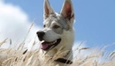 Картинка: Собака в поле из колосьев