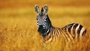 Картинка: Наблюдательная зебра в высокой траве