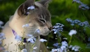 Картинка: Кошка нюхает цветок