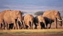 Картинка: Семья слонов в саванне.