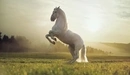 Картинка: Красивая белая лошадь встала на дыба в поле.