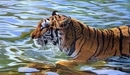 Картинка: Тигр плывёт по воде