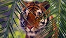 Картинка: Бенгальский тигр наблюдает из-за веток.