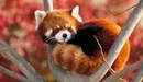 Картинка: Малая панда лежит между веток.