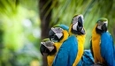 Image: Macaws parrots on the desktop