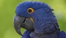 Картинка: Большой синий попугай