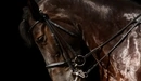 Картинка: Красивая лошадка в профиль на тёмном фоне.