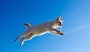 Картинка: Кошка в прыжке
