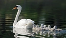 Картинка: Лебедь белая с птенцами плывут по воде.