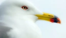 Image: Seagull in profile.