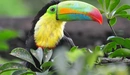 Картинка: Тропическая птица тукан сидит на ветке.