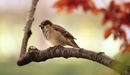 Image: Sparrow sitting on a branch.
