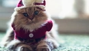 Картинка: Забавная кошка в вязаном рождественском костюме и шапке с бантиком
