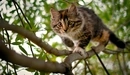 Картинка: Котёнок с опаской крадётся по ветке дерева.