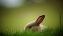 Картинка: Кролик спрятался в траве.