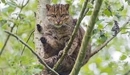 Картинка: Кошка сидит не ветках дерева