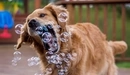 Картинка: Собака породы золотистый ретривер ловит мыльные пузыри пастью