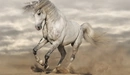 Картинка: Красивая белая лошадь скачет по песку