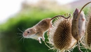 Картинка: Две полевых мышки взобрались на растение.