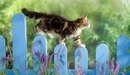 Картинка: Пушистый котёнок идёт по заборчику.