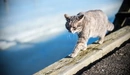 Картинка: Кот идёт по доске