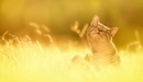 Картинка: Котик греется на солнышке