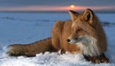 Картинка: Лиса зимой на закате.