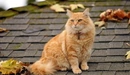 Картинка: Рыжий кот сидит на крыше