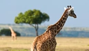 Картинка: Жираф в саванне